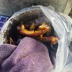 IMG_0501.jpeg