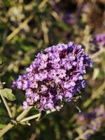 IMG_20260806_195308.jpg