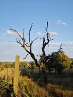 IMG_20260806_200249.jpg