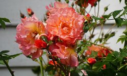 DSC06430.JPG