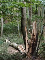 IMG_20260807_190850.jpg