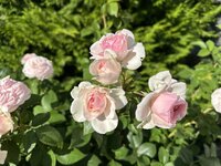 IMG_1411.jpeg
