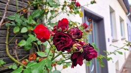 20260807_075120.jpg