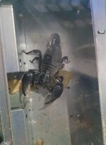 IMG_3642.jpeg