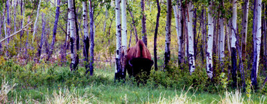Canada-Alberta ''Elk Island National Park'' (17).jpg