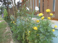 DSCN1010.JPG