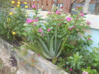 DSCN1009.JPG
