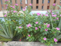 DSCN1007.JPG