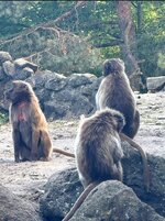 Affe.jpg