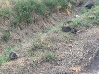 IMG_20260814_095013.jpg
