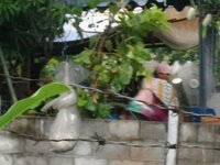 DSCN1565~2.JPG