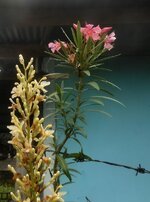 DSCN2056~2.JPG