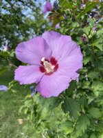 Blumen_001.JPG