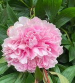 Blumen_002.JPG