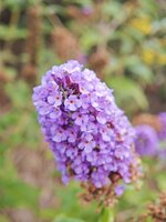 IMG_20260823_082655.jpg