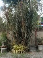 DSCN1922~2.JPG DSCN1922~2.JPG