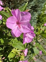 IMG_1636.jpeg