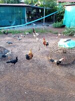 IMG_20260612_180719_803.jpg
