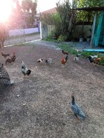 IMG_20260612_180755_564.jpg