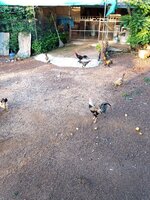 IMG_20260612_180726_364.jpg
