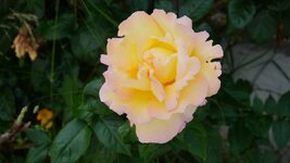 DSC06375.JPG
