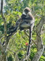 P2750763 (1).jpeg
