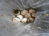 DSCN2199.JPG