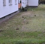 Hasen 44.jpg