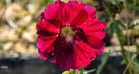 IMG_20260904_175810.jpg