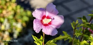 IMG_20260904_175415.jpg