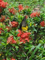 schmetterling.jpg