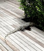 IMG_5125.jpeg