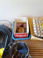 IMG_20260613_081041_241.jpg