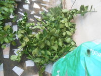 DSCN2049.JPG