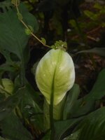 DSCN2061~3.JPG
