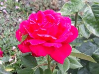 IMG-20260706-WA0067.jpg