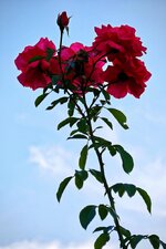 IMG_20260907_185735.jpg