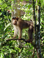 pigtail-macaque.jpg