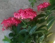 DSCN1365~3.JPG