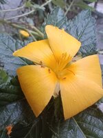 IMG_20260917_073951951.jpg