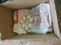 DSCN8679.JPG