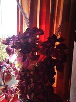 IMG_20230914_103604_543.jpg