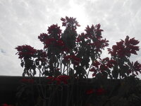 DSCN7372.JPG