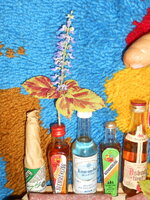 DSCN0175.JPG