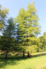 Duitsland-Kassel ''Bergpark Wilhelmshöhe Baum'' (1).JPG Duitsland-Kassel ''Bergpark Wilhelmshöhe Baum'' (1).JPG
