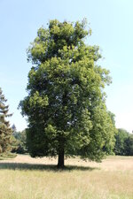 Duitsland-Kassel ''Bergpark Wilhelmshöhe Baum'' (2).JPG Duitsland-Kassel ''Bergpark Wilhelmshöhe Baum'' (2).JPG