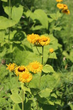 Duitsland-Kassel ''Bergpark Wilhelmshöhe Blumen'' (1).JPG Duitsland-Kassel ''Bergpark Wilhelmshöhe Blumen'' (1).JPG
