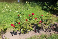 Duitsland-Kassel ''Bergpark Wilhelmshöhe Blumen'' (2).JPG Duitsland-Kassel ''Bergpark Wilhelmshöhe Blumen'' (2).JPG