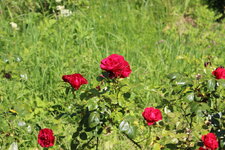 Duitsland-Kassel ''Bergpark Wilhelmshöhe Blumen'' (3).JPG Duitsland-Kassel ''Bergpark Wilhelmshöhe Blumen'' (3).JPG