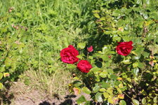 Duitsland-Kassel ''Bergpark Wilhelmshöhe Blumen'' (4).JPG Duitsland-Kassel ''Bergpark Wilhelmshöhe Blumen'' (4).JPG